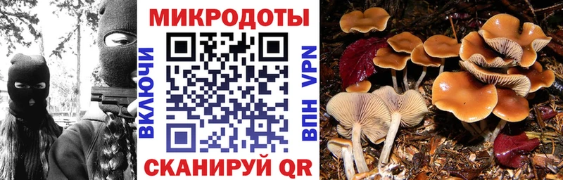 Галлюциногенные грибы Psilocybe  где купить   Шумерля 